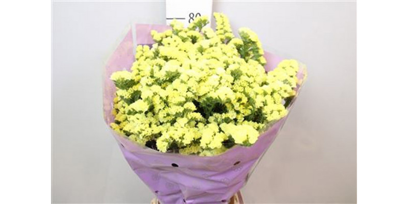 Limonium S Ov Geel 80cm A1 Col-Yellow