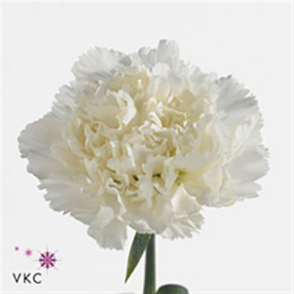 Dianthus St White Delphi 70cm  Col-White