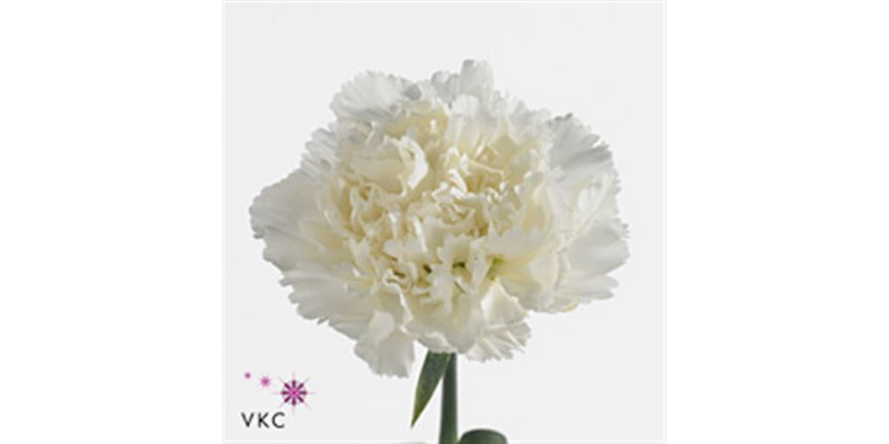 Dianthus St White Delphi 70cm  Col-White