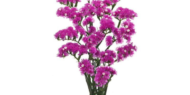 Limonium S Ov Roze 80cm A1 Col-Green