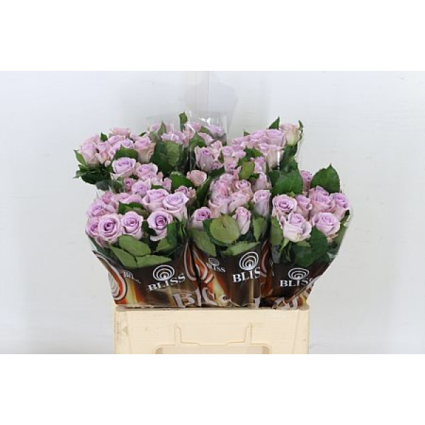 Rose Gr Eq Ocean Song 50cm A1 Col-Milka