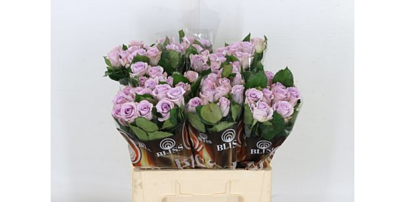 Rose Gr Eq Ocean Song 50cm A1 Col-Milka