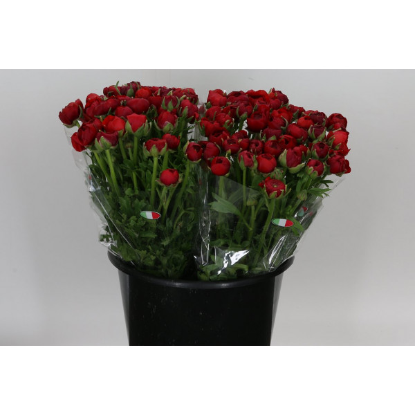 Ranunculus El Red Extra 40cm A1 Col-Red