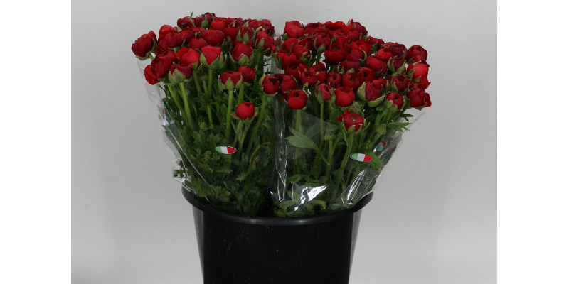 Ranunculus El Red Extra 40cm A1 Col-Red