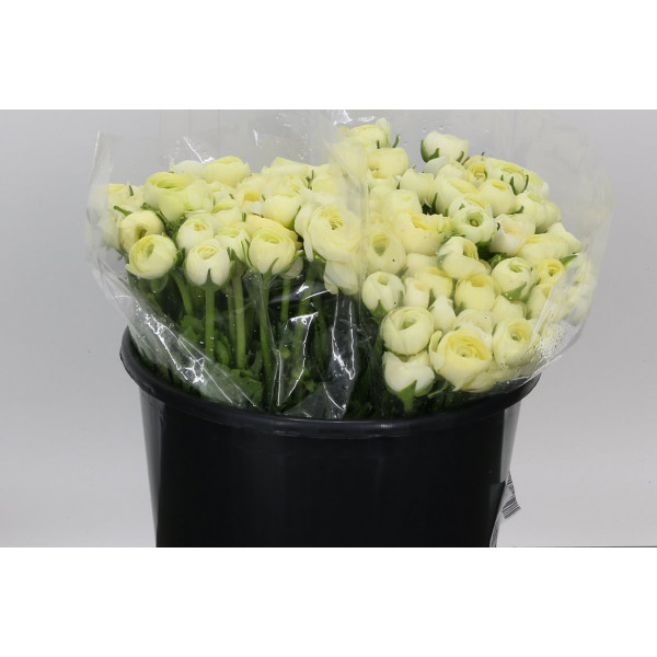 Ranunculus El Creme Extra 40cm A1 Col-Cream