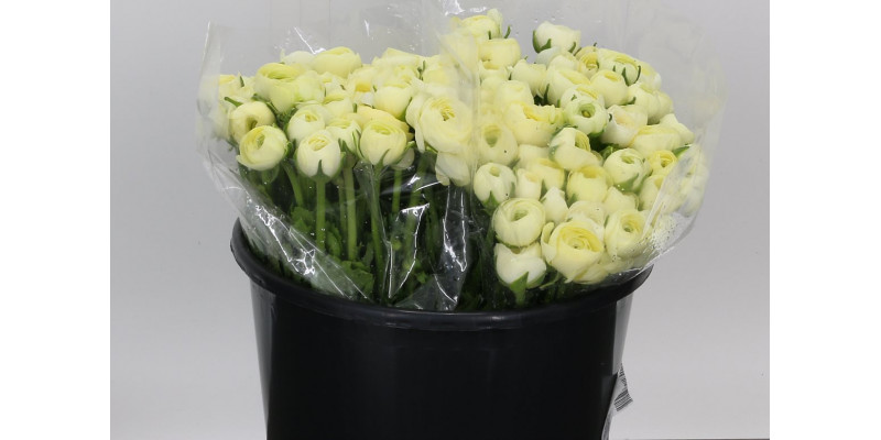 Ranunculus El Creme Extra 40cm A1 Col-Cream