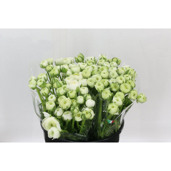 Ranunculus El White 40cm A1 Col-White