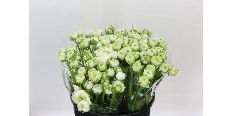 Ranunculus El White 40cm A1 Col-White