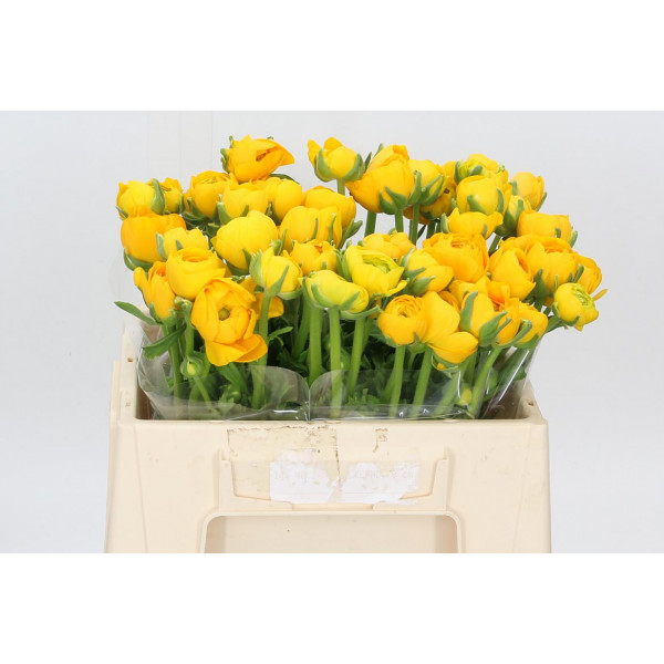 Ranunculus El Yellow Extra 40cm A1 Col-Yellow