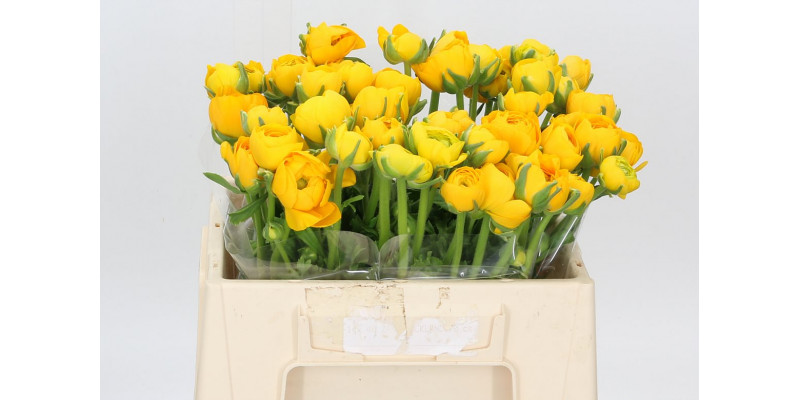 Ranunculus El Yellow Extra 40cm A1 Col-Yellow