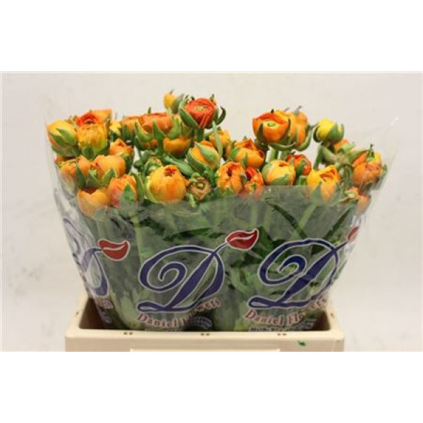 Ranunculus El Apricot Extra 40cm A1 Col-Orange