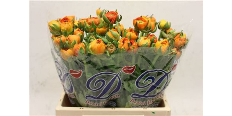 Ranunculus El Orange 40cm A1 Col-Orange