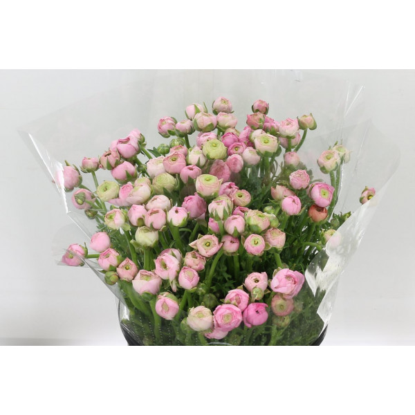 Ranunculus El Pink 40cm A1 Col-Pink