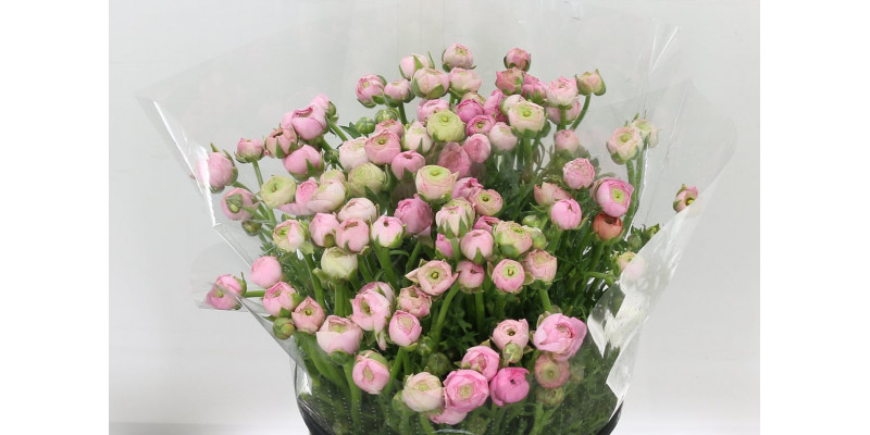 Ranunculus El Pink 40cm A1 Col-Pink