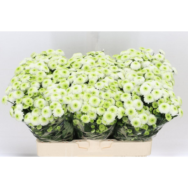 Chrysanthemums S Ferry 55cm A1 Col-White