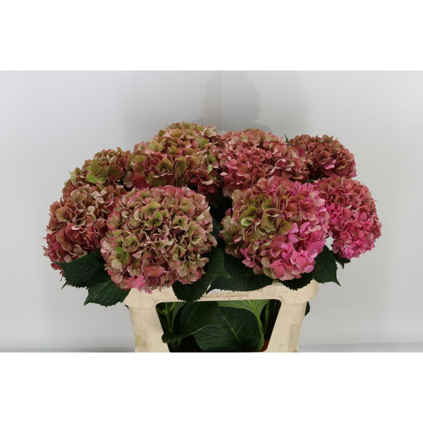 Hydrangea M Glow Alps Cl 70cm A1 Col-Bicolor