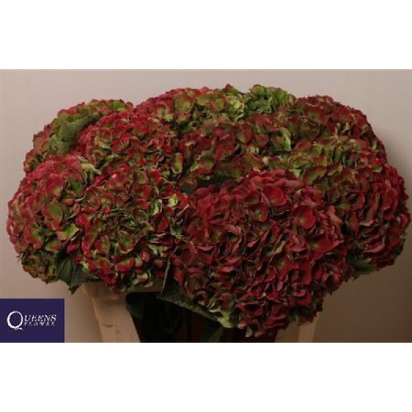 Hydrangea M Mag Opal Cl A1 Col-Bicolor