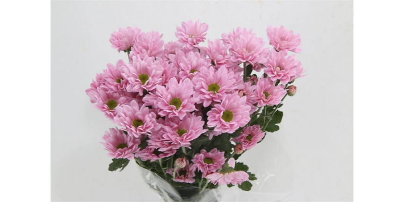Chrysanthemums T Katinka 70cm A1 Col-Pink