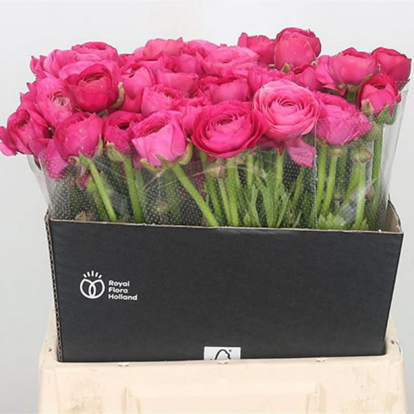 Ranunculus El Hot Pink Extra 45cm A1 Col-Pink