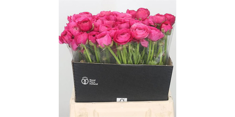 Ranunculus El Hot Pink Extra 45cm A1 Col-Pink