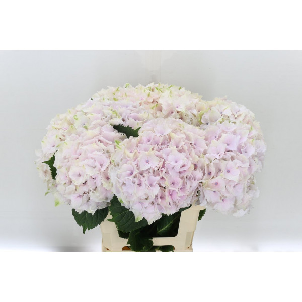 Hydrangea M Mag Emerald 40cm A1 Col-Pink