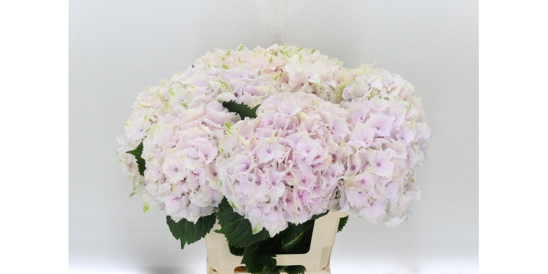 Hydrangea M Mag Emerald 40cm A1 Col-Pink