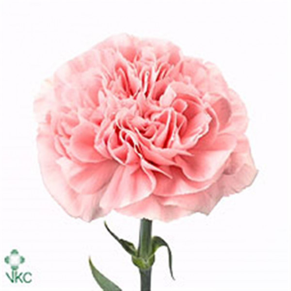 Dianthus St Pink Montezuma 65cm A1 Col-Pink