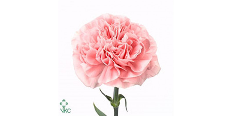 Dianthus St Pink Montezuma 65cm A1 Col-Pink