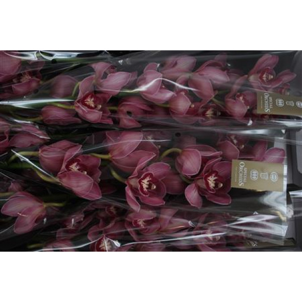 Orchid Cymb T Red Dream 80cm A1 Col-Red