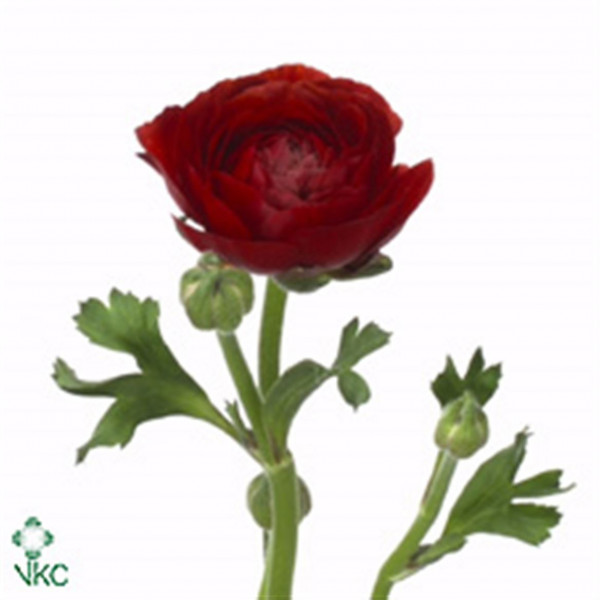 Ranunculus El Chocolade 40cm A1 Col-Burgundy