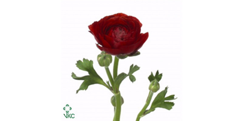 Ranunculus El Chocolade 40cm A1 Col-Burgundy