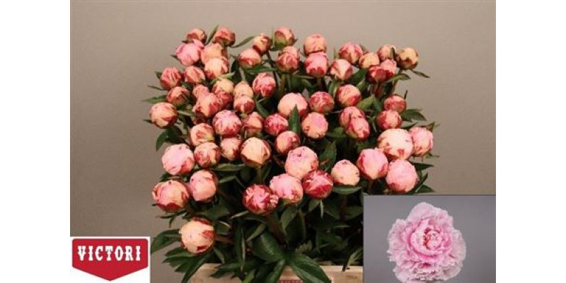 Peonies Sarah Bernhardt 60cm EX Col-Pink