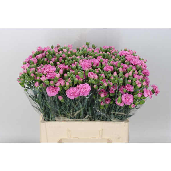 Dianthus Tr Melissa 65cm A1 Col-Milka