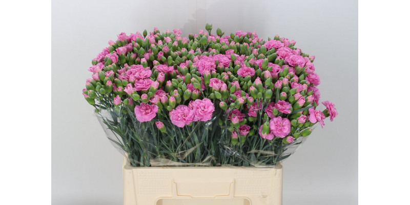 Dianthus Tr Melissa 65cm A1 Col-Milka