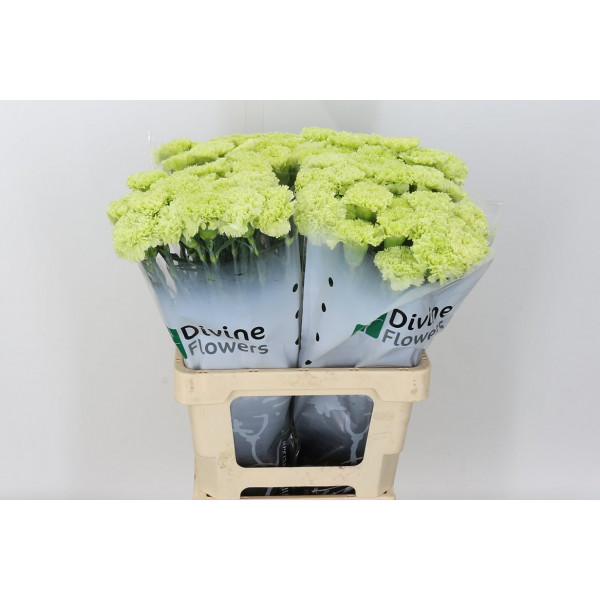 Dianthus St Goblin 65cm A1 Col-Light Green