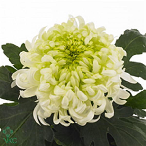 Chrysanthemums G Louis Germ Whi 80cm A1 Col-White