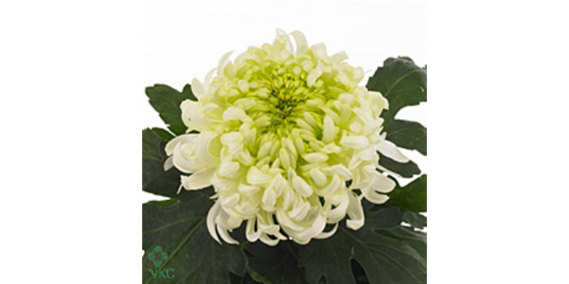 Chrysanthemums G Louis Germ Whi 80cm A1 Col-White