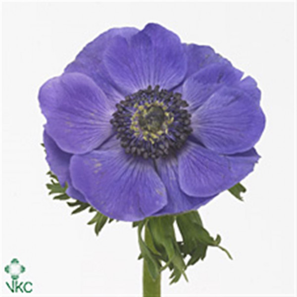 Anemone Mistral Blue 40cm A1 Col-BLUE