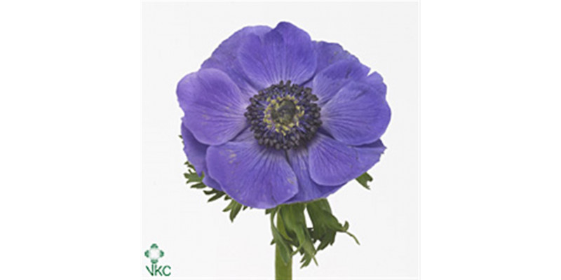 Anemone Mistral Blue 45cm A1 Col-BLUE