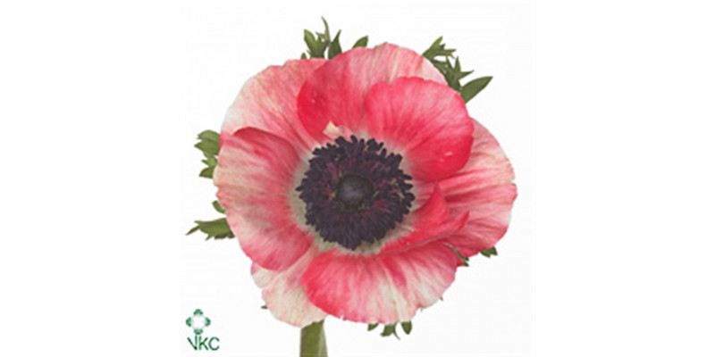 Anemone Mistral Red 45cm A1 Col-RED