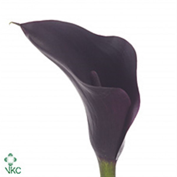 Zanthedeschias (Calla Lilly) Odessa 70cm A1 Col-Black