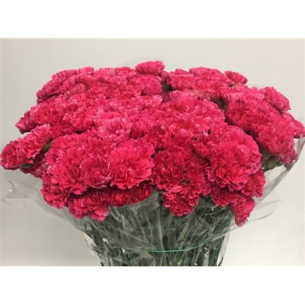 Dianthus St Bizet 70cm  Col-Cerise