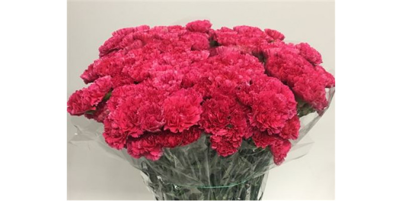 Dianthus St Bizet 70cm  Col-Cerise