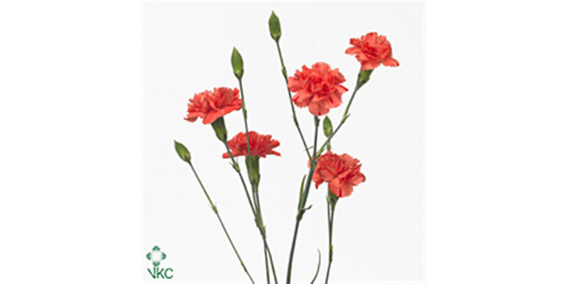 Dianthus Tr Romany Select X5 65cm A1 Col-Orange