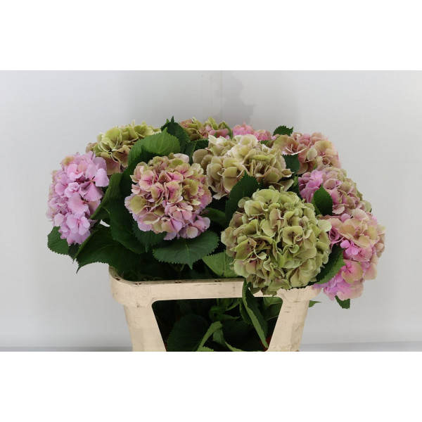 Hydrangea M Elbtal Cl 80cm A1 Col-Bicolor