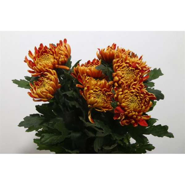 Chrysanthemums G Fuego Super 80cm A1 Col-Copper