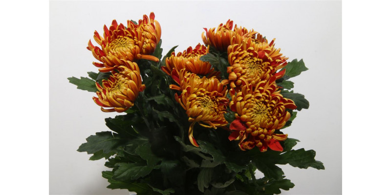 Chrysanthemums G Fuego Extra 80cm A1 Col-Copper