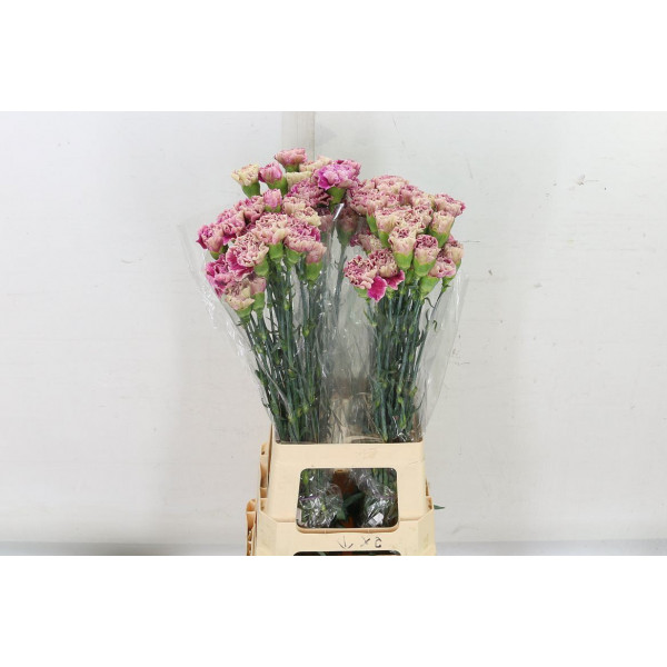 Dianthus St Antiqua 70cm  Col-Old Pink