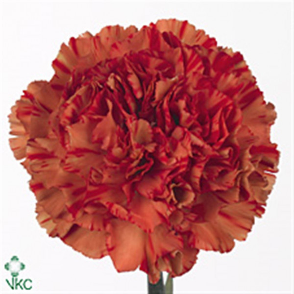 Dianthus St Orange Crazy Horse 70cm  Col-Orange