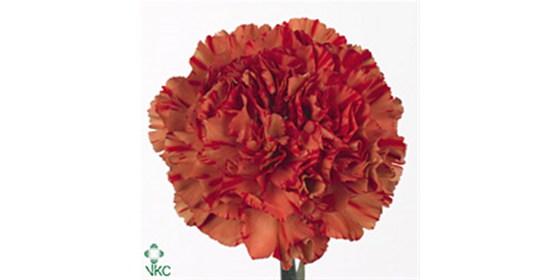 Dianthus St Orange Crazy Horse 70cm  Col-Orange